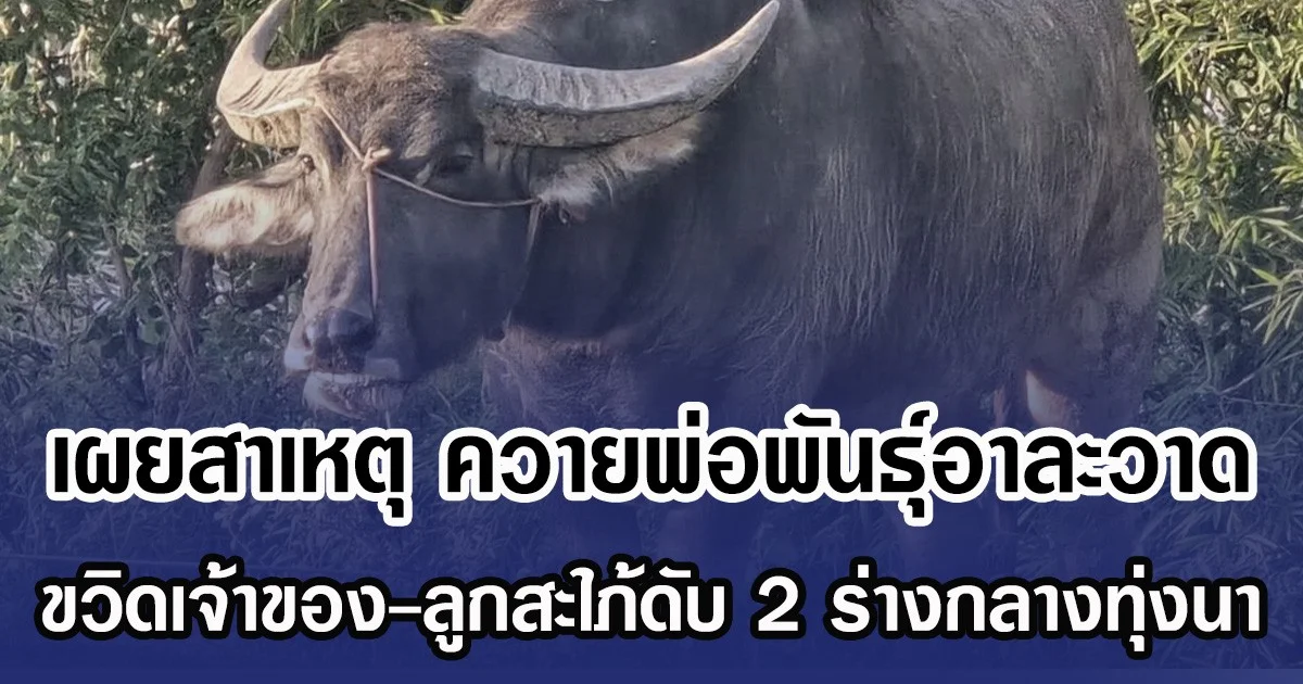 เผยสาเหตุ ควายพ่อพันธุ์อาละวาด ขวิดเจ้าของ-ลูกสะใภ้ดับ 2 ร่างกลางทุ่งนา