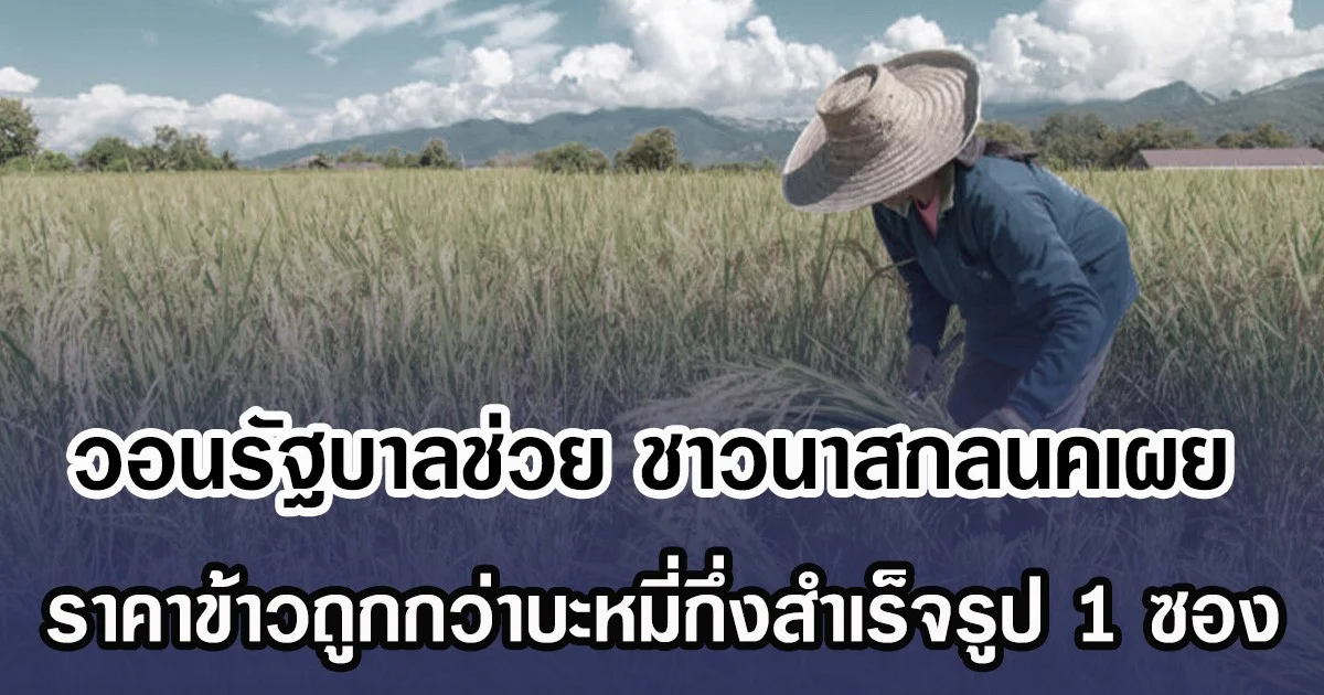 วอนรัฐบาลช่วย ชาวนาสกลนคเผย ราคาข้าวถูกกว่าบะหมี่กึ่งสำเร็จรูป 1 ซอง