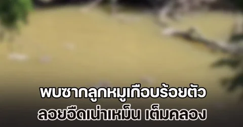 อวสานน้ำประปา! พบซากลูกหมูเกือบร้อยตัว ลอยอืดเน่าเหม็น เต็มคลอง
