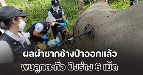 ผลผ่าซากช้างป่าออกแล้ว พบลูกตะกั่ว ฝังร่าง 6 เม็ด เร่งล่าผู้ก่อเหตุดำเนินคดี