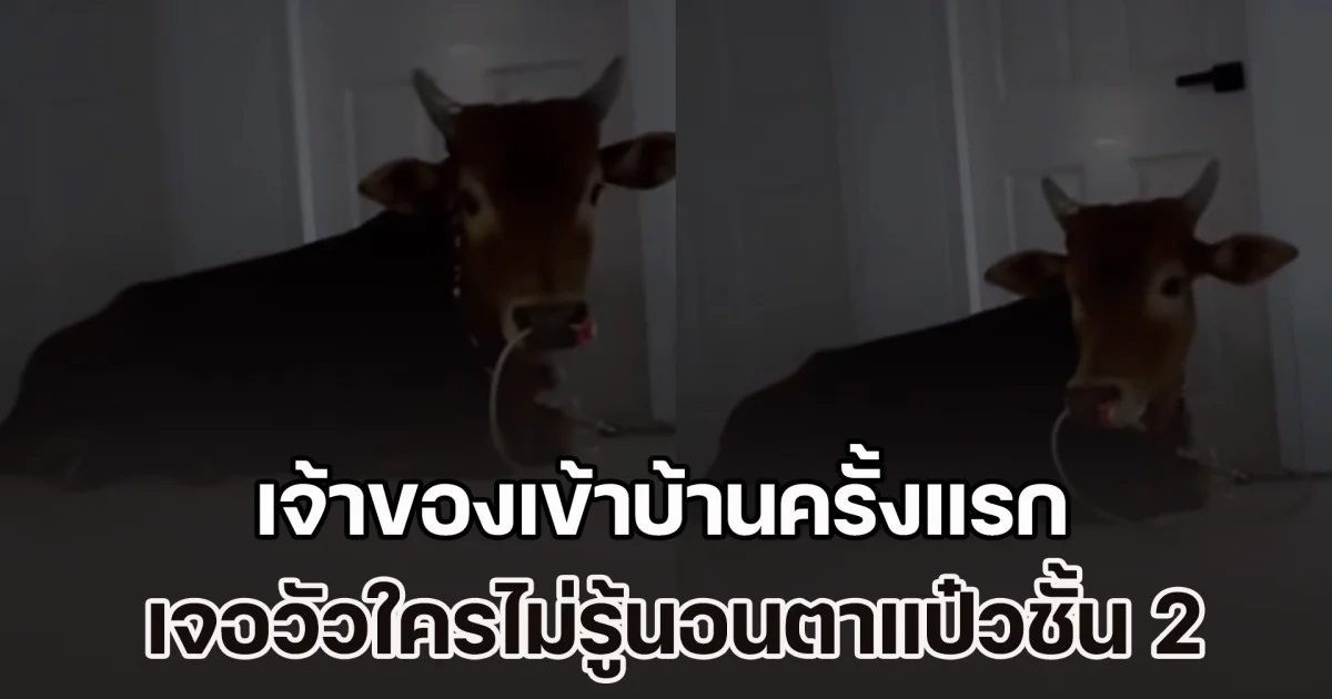 น้ำลด วัวผุด! เจ้าของเข้าบ้านครั้งแรก หลังสถานการณ์น้ำลดลง ขึ้นชั้น 2 แทบช็อก เจอวัวใครไม่รู้นอนตาแป๋ว