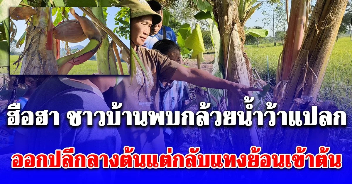 ฮือฮา ชาวบ้านพบกล้วยน้ำว้าแปลก ออกปลีกลางต้นแต่กลับแทงย้อนเข้าต้น ไม่พลาดจุดธูปขอเลข