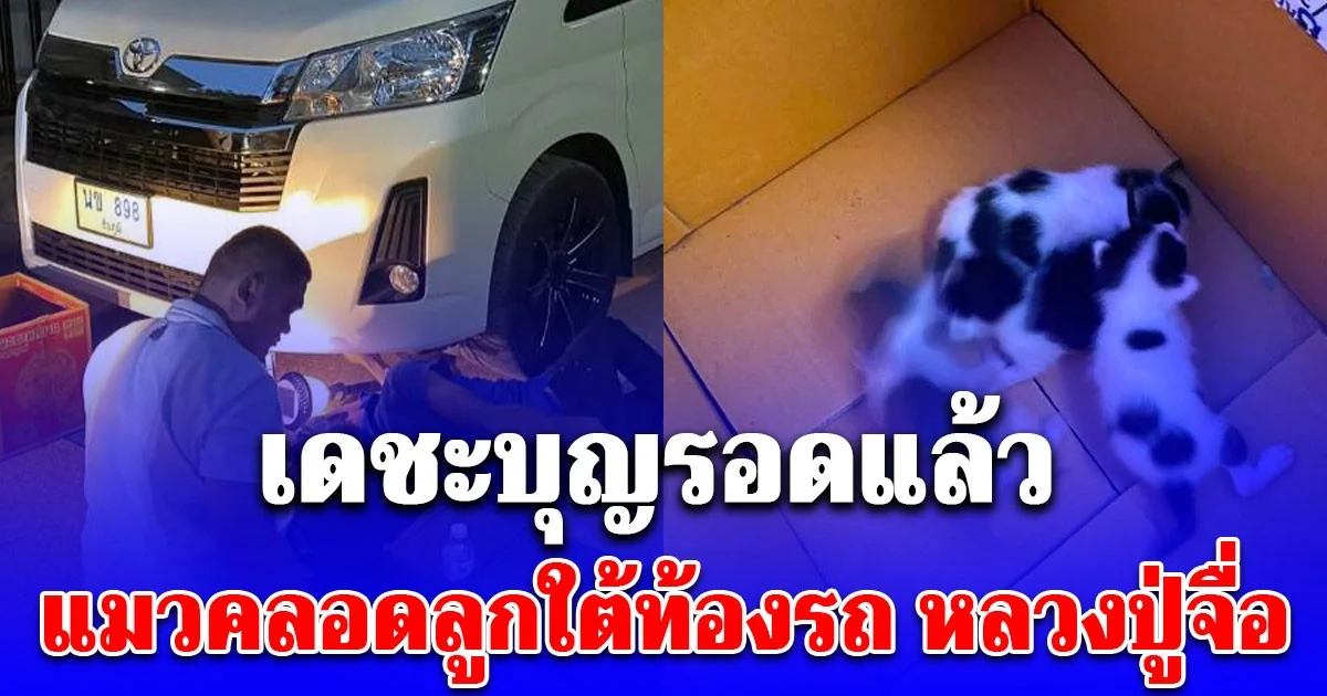 เดชะบุญรอดแล้ว แมวคลอดลูกใต้ท้องรถ หลวงปู่จื่อ พระเกจิดัง