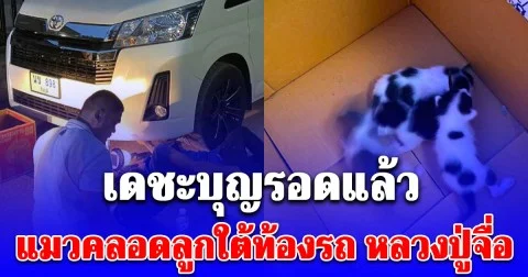 เดชะบุญรอดแล้ว แมวคลอดลูกใต้ท้องรถ หลวงปู่จื่อ พระเกจิดัง