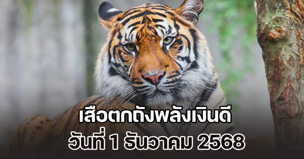 มาแล้ว! แนวทางจาก เสือตกถังพลังเงินดี วันที่ 1 ธันวาคม 2568