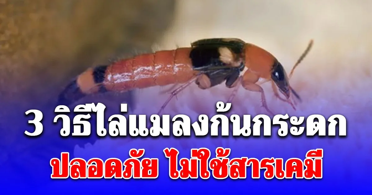 เปิด 3 วิธีไล่แมลงก้นกระดกแบบง่ายๆ