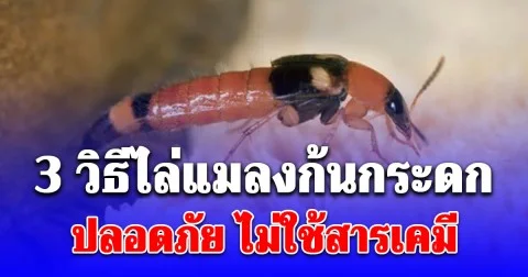 เปิด 3 วิธีไล่แมลงก้นกระดกแบบง่ายๆ