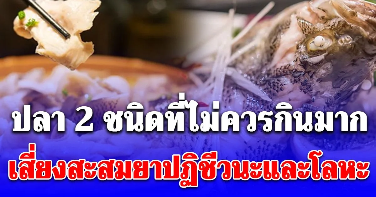 เตือนแล้วนะ! ปลา 2 ชนิด ที่ไม่ควรกินบ่อย เพราะเสี่ยงต่อการสะสมยาปฏิชีวนะและโลหะหนักในร่างกาย