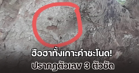 ฮือฮาทั้งเกาะคำชะโนด! กลางลำต้นมะเดื่อยักษ์อายุนับร้อยปี เป็นรูปคล้ายหน้าคน ปรากฎตัวเลข 3 ตัวชัด