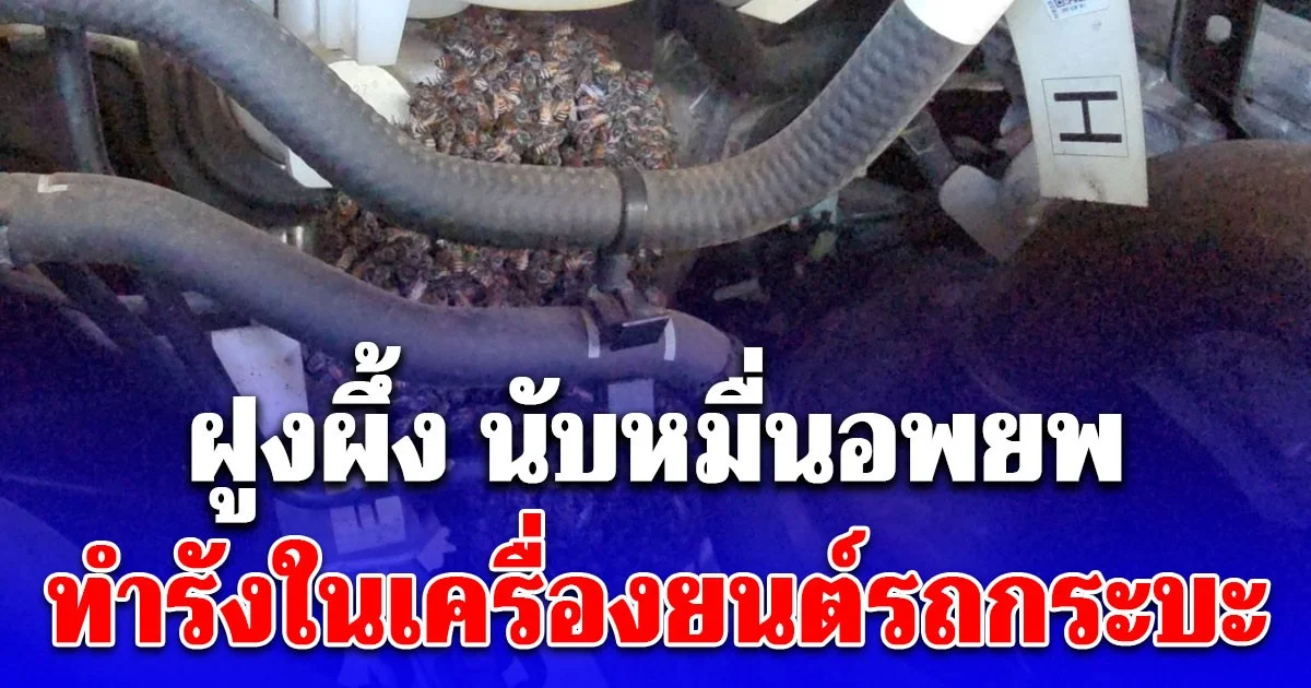 ฝูงผึ้ง นับหมื่นอพยพทำรังในเครื่องยนต์รถกระบะ เผยความแปลก
