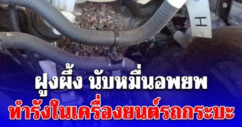 ฝูงผึ้ง นับหมื่นอพยพทำรังในเครื่องยนต์รถกระบะ เผยความแปลก