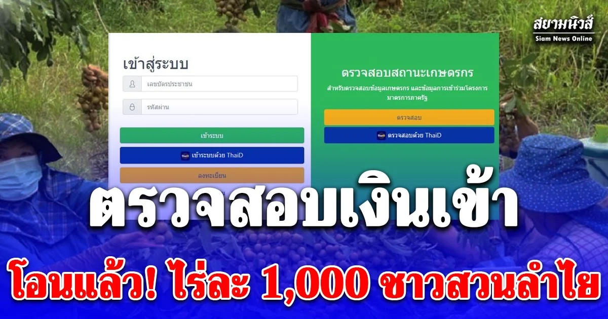 ตรวจสอบเงินเข้า โอนแล้ว รอบที่ 1 ช่วยเกษตรกรไร่ละ 1,000 ชาวสวนลำไย