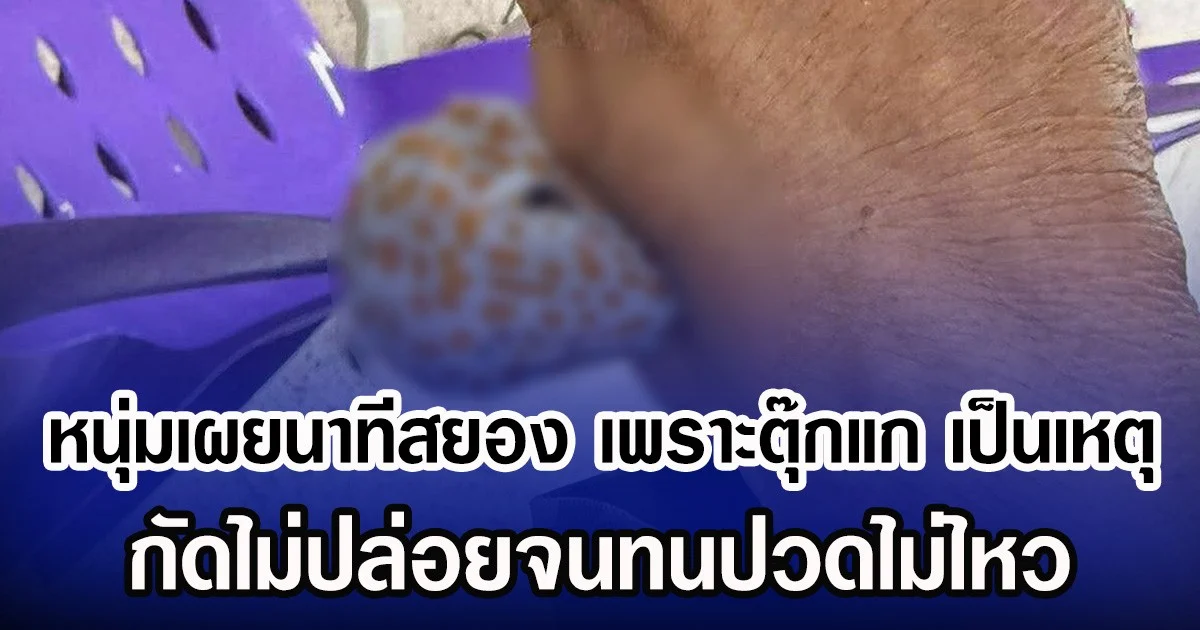 หนุ่มเผยนาทีสยอง เพราะตุ๊กแก เป็นเหตุ กัดไม่ปล่อยจนทนปวดไม่ไหว