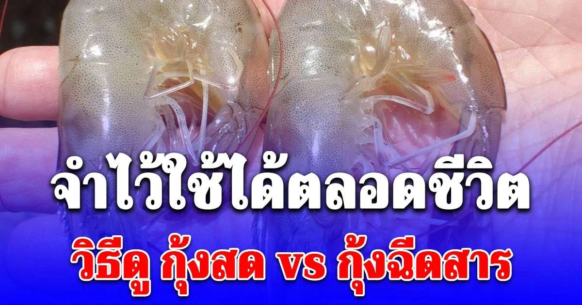 จำไว้ใช้ได้ตลอดชีวิต วิธีดู กุ้งสด vs กุ้งฉีดสาร