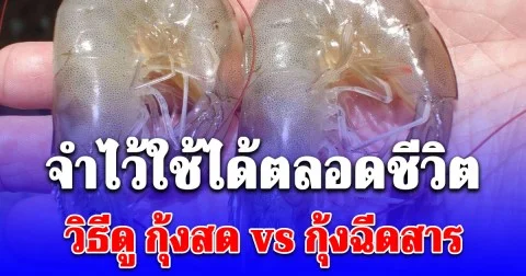 จำไว้ใช้ได้ตลอดชีวิต วิธีดู กุ้งสด vs กุ้งฉีดสาร