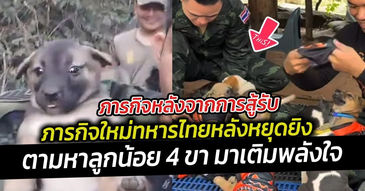 ภารกิจหลังจากการสู้รับ ภารกิจใหม่ทหารไทยหลังหยุดยิง ตามหาลูกน้อย 4 ขา มาเติมพลังใจ