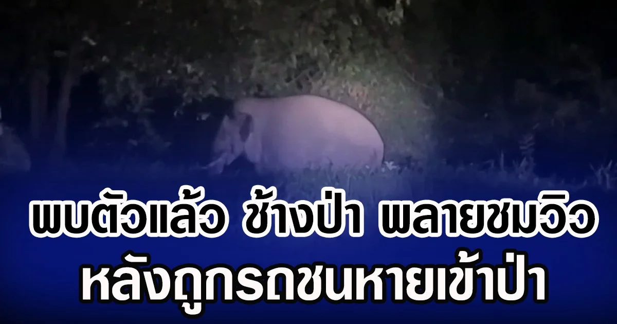 พบตัวแล้ว ช้างป่า พลายชมวิว หลังถูกรถชนหายเข้าป่า