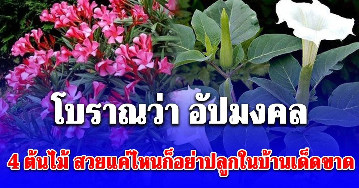 โบราณว่า อัปมงคล เตือน 4 ต้นไม้ สวยแค่ไหนก็อย่าปลูกในบ้านเด็ดขาด ระวัง ซวย ป่วยไม่รู้สาเหตุ!
