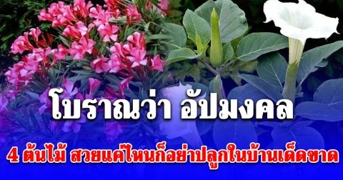 โบราณว่า อัปมงคล เตือน 4 ต้นไม้ สวยแค่ไหนก็อย่าปลูกในบ้านเด็ดขาด ระวัง ซวย ป่วยไม่รู้สาเหตุ!
