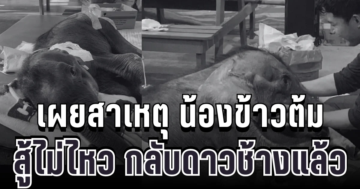 สุดยื้อ เผยสาเหตุ น้องข้าวต้ม ลูกช้างน้อยพลัดหลงแม่ สู้ไม่ไหว กลับดาวช้างแล้ว