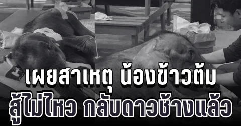 สุดยื้อ เผยสาเหตุ น้องข้าวต้ม ลูกช้างน้อยพลัดหลงแม่ สู้ไม่ไหว กลับดาวช้างแล้ว