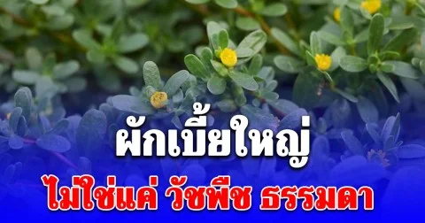 ผักเบี้ยใหญ่ ไม่ใช่แค่ วัชพืช ธรรมดา แต่มีประโยชน์มากกว่าที่คิด