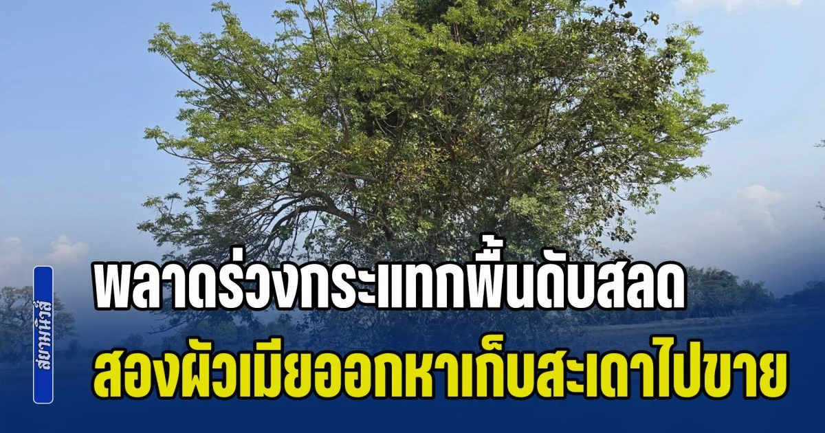 สองผัวเมียออกหาเก็บดอกสะเดาไปขาย ผัวปีนตัดกิ่งส่งลงมาให้เมียเป็นคนเก็บ พลาดร่วงตกกระแทกพื้น เสียชีวิตอนาถกลางทุ่งนา