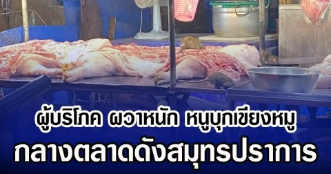 ผู้บริโภค ผวาหนัก หนูบุกเขียงหมู กลางตลาดดังสมุทรปราการ