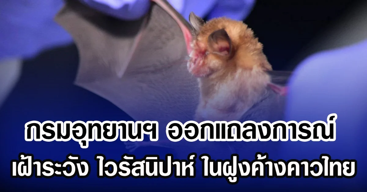 กรมอุทยานฯ ออกแถลงการณ์ เฝ้าระวัง ไวรัสนิปาห์ ในฝูงค้างคาวไทย