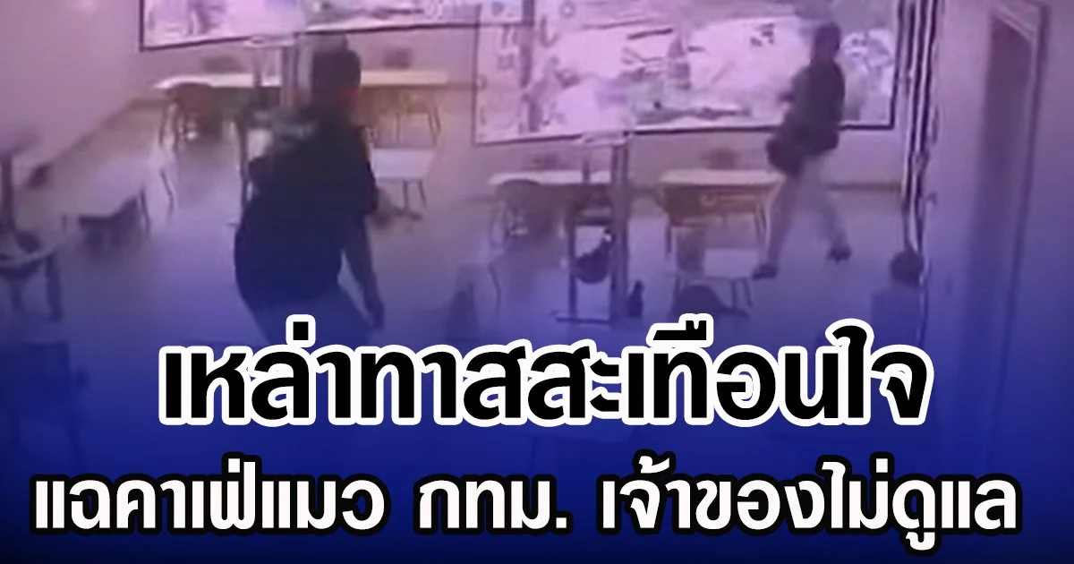 เหล่าทาสสะเทือนใจ แฉคาเฟ่แมว กทม. เจ้าของไม่ดูแล