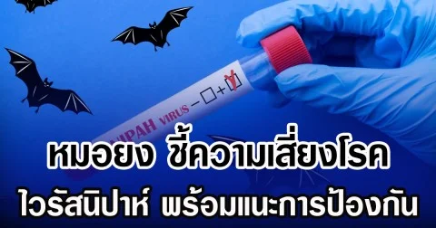 หมอยง ชี้ความเสี่ยงโรค ไวรัสนิปาห์ พร้อมแนะการป้องกัน