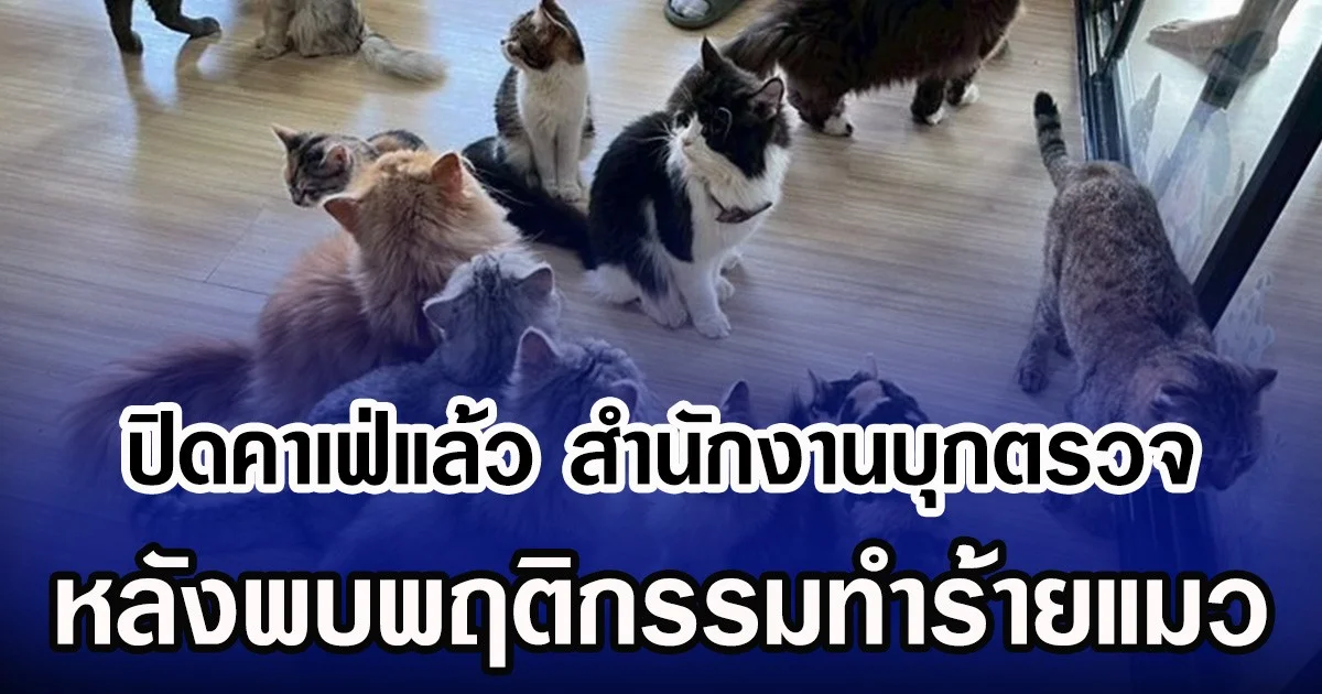 ปิดคาเฟ่แล้ว สำนักงานบุกตรวจ หลังพบพฤติกรรมทำร้ายแมว