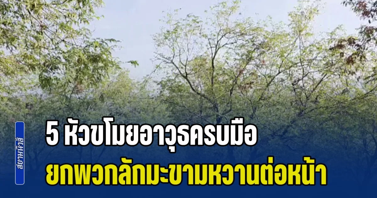 เจ้าของสวนน้ำตาร่วง เจอ 5 หัวขโมยอาวุธครบมือ ยกพวกลักมะขามหวาน ต่อหน้าต่อตา 4 ตัน แจ้ง ตร.มาคนเดียว บอกปล่อยให้เขาขโมยไปสักคืนก็ได้