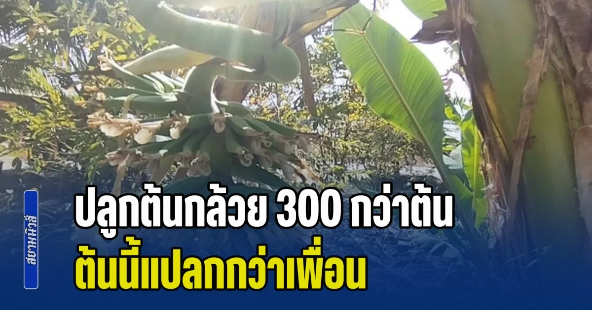 ชาวบ้านแห่ขอโชค ปลูกต้นกล้วย 300 กว่าต้น ต้นนี้แปลกกว่าเพื่อน หัวปลีโผล่กลางลำต้น 7 หวี 19 ลูก