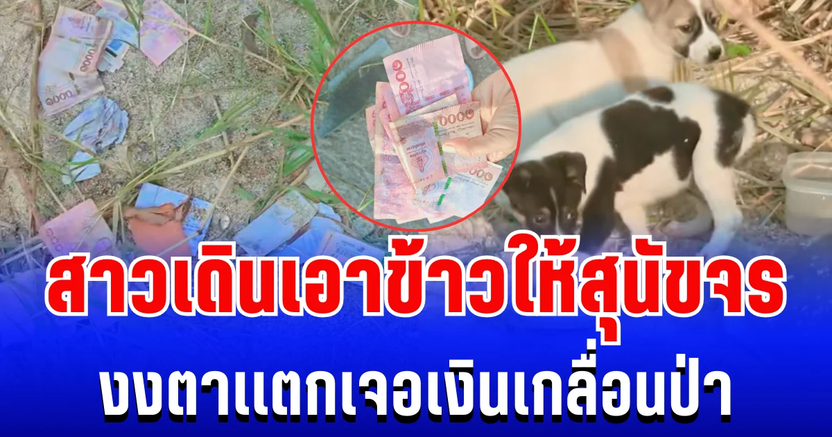 งงตาเเตก! สาวใจบุญเดินเอาข้าวให้สุนัขจร เเต่ดันเจอเงินเกลื่อนป่า ชาวเน็ตเเห่คอมเมนต์สนั่น