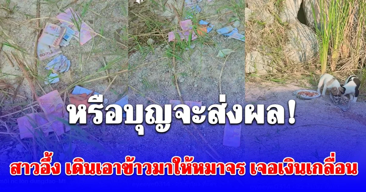 สาวอึ้ง เดินเอาข้าวมาให้หมาจร เจอเงินเกลื่อน ชาวเน็ตโฟกัสลอตเตอรี่