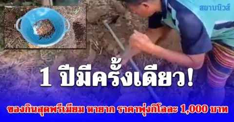 1 ปีมีครั้งเดียว! ชาวบ้านแห่ขุด ของกินสุดพรีเมียม หายาก ราคาพุ่งกิโลทะลุ 1,000 บาท