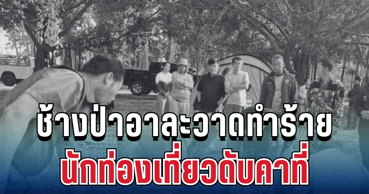 สุดสลด ช้างป่าเขาใหญ่อาละวาด บุกลานกางเต็นท์ ทำร้ายนักท่องเที่ยวดับคาที่