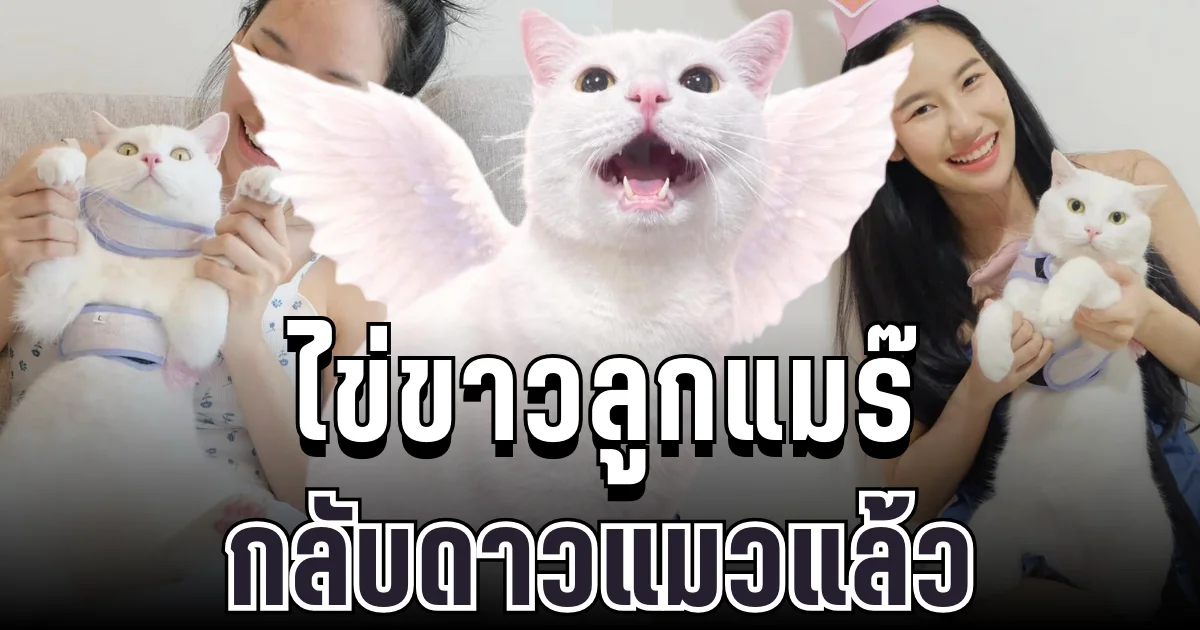 แฟนๆ ช็อก ไข่ขาวลูกแมร๊ เจ้าเหมียวอินฟลูฯดัง กลับดาวแมวแล้ว