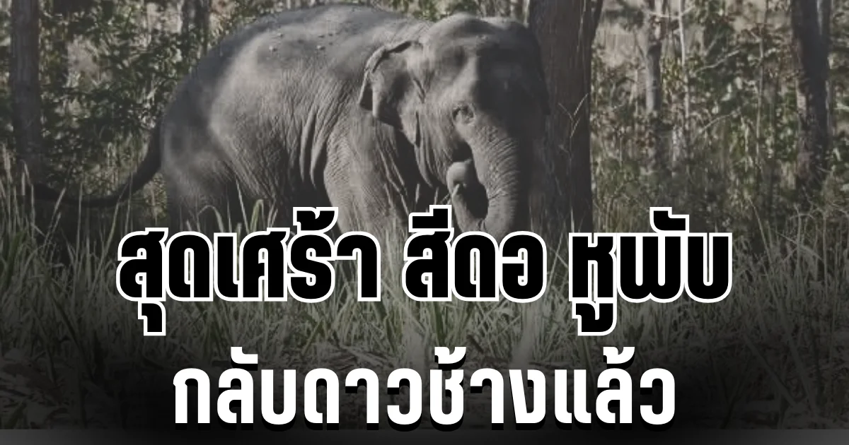 สุดเศร้า! สีดอ หูพับ ล้มดับระหว่างเคลื่อนย้าย