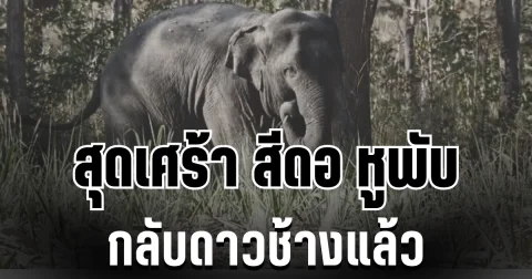 สุดเศร้า! สีดอ หูพับ ล้มดับระหว่างเคลื่อนย้าย