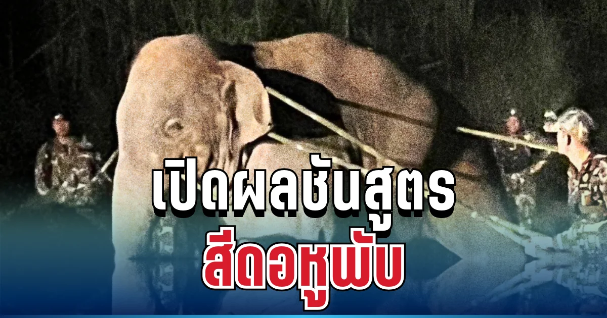 รู้แล้วสาเหตุ สีดอหูพับ ล้มกลางภารกิจ เปิดผลชันสูตรชี้ชัด