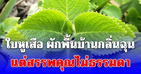 ใบหูเสือ ผักพื้นบ้านกลิ่นฉุน แต่สรรพคุณไม่ธรรมดา