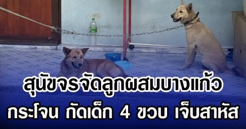 สุนัขจรจัดลูกผสมบางแก้ว กระโจน กัดเด็ก 4 ขวบ เจ็บสาหัส