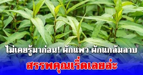 ผักแพว ผักแกล้มลาบหน้าตาธรรมดา แต่สรรพคุณเริ่ดเลยล่ะ