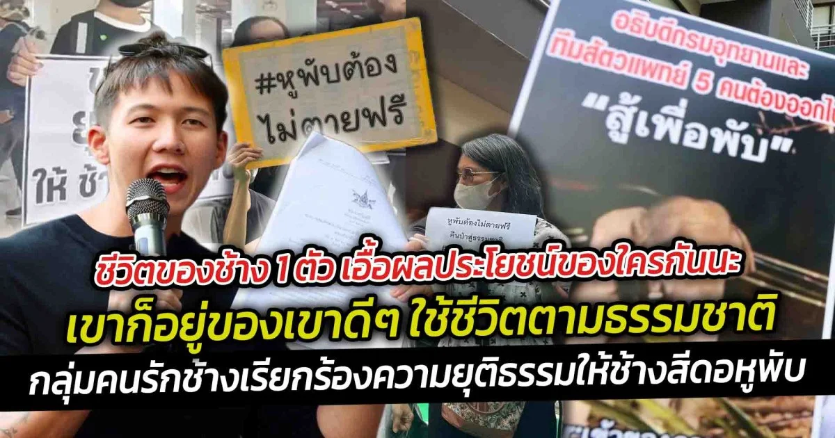 กลุ่มคนรักช้างใจสลาย รวมตัวประท้วงไล่จี้อธิบดีลาออกไป เรียกร้องความยุติธรรมให้กับสีดอหูพับ