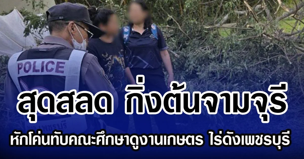 สุดสลด กิ่งต้นจามจุรี หักโค่นทับคณะศึกษาดูงานเกษตร ไร่ดังเพชรบุรี