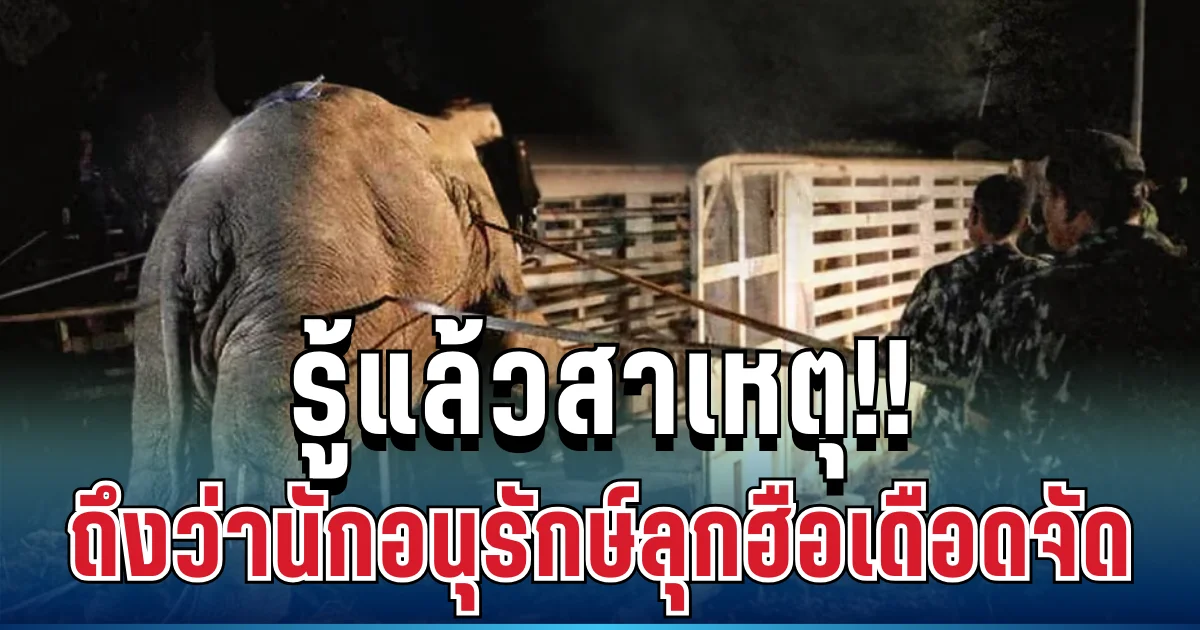 สุดสะเทือนใจ! เปิดเบื้องลึก สีดอหูพับล้ม มีสิ่งหนึ่งหายไป ถึงว่านักอนุรักษ์ลุกฮือ