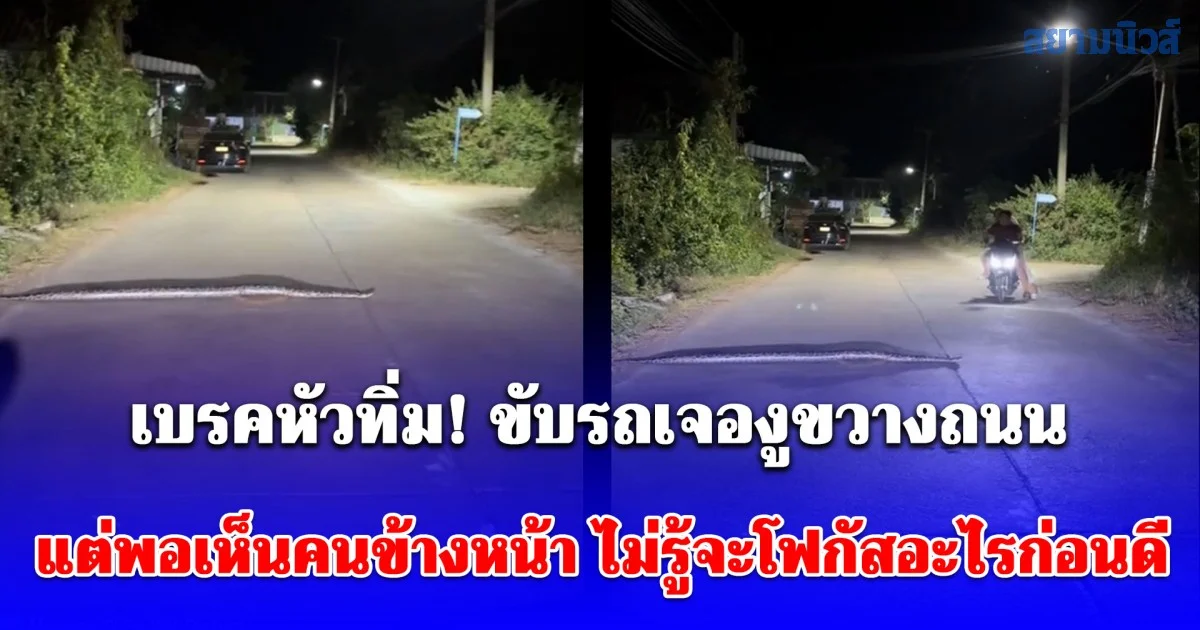 เบรคหัวทิ่ม! ขับรถเจองูขวางถนน แต่พอเห็นคนข้างหน้า ไม่รู้จะโฟกัสอะไรก่อนดี