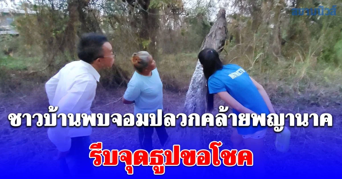 ฮือฮา! ชาวบ้านพบจอมปลวกคล้ายพญานาค รีบพาเพื่อนบ้านมาดูเชื่อมาให้เห็นแบบนี้ต้องมีโชค จุดธูปได้เลข